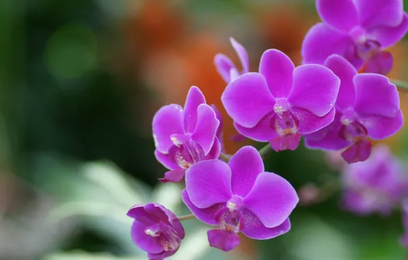 Picture nature, Wallpaper, plant, petals, meadow