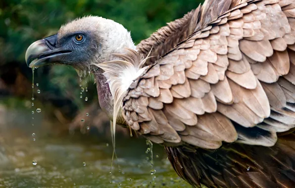 Water, drops, nature, bird, Grif