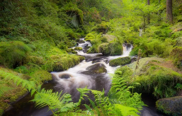 Forest, stones, England, moss, river, Sheffield, Wyming Brook