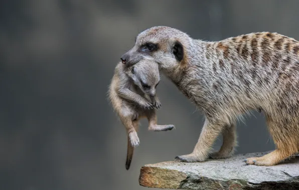 Picture cub, meerkat, carrying