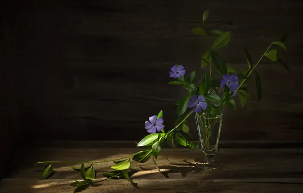 Light, flowers, Board, glass, still life, a bunch, lilac, periwinkle