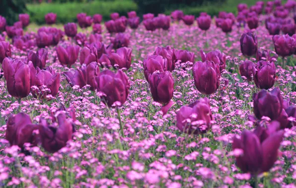Picture flowers, glade, spring, tulips, pink, flowerbed, a lot, lilac