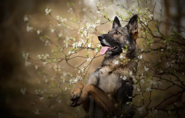 Language, look, face, flowers, branches, nature, pose, Bush