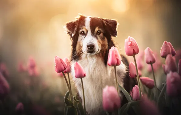 Picture look, face, flowers, dog, tulips, Australian shepherd, Aussie