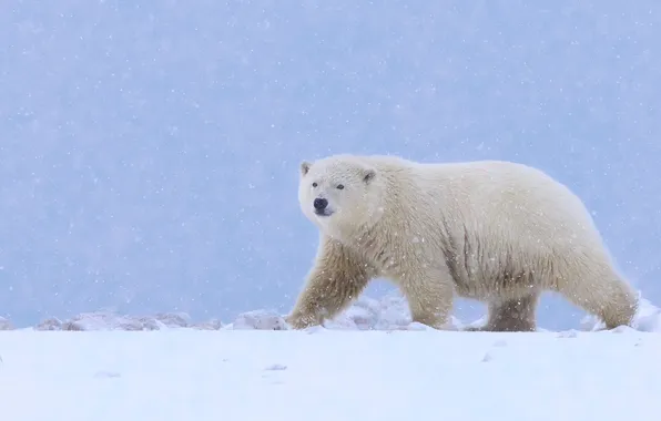 Picture snow, bear, Alaska, polar bear, polar bear