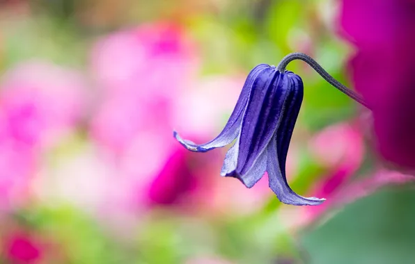 Picture flower, purple, macro, Bud, klimatis