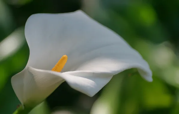 Flower, macro, white, Calla