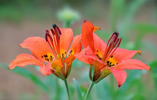 Flowers, Lily, flowers, dew, dewdrops, lilies