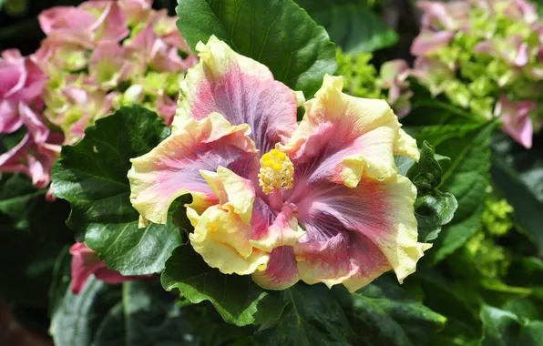 Picture branch, petals, flowering, stamen, hibiscus