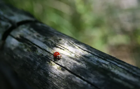 Nature, log, ladybug