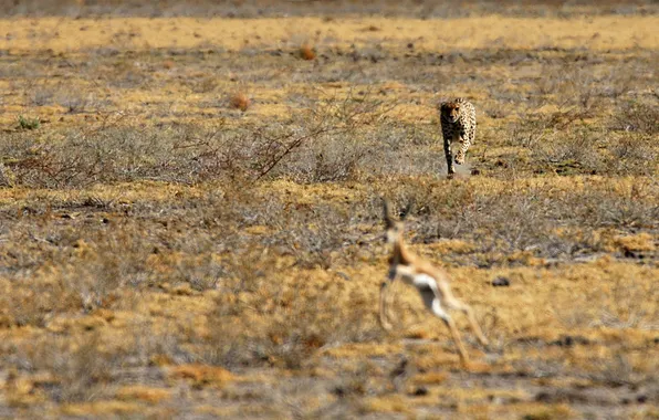 Leopard, Savannah, hunting, Africa