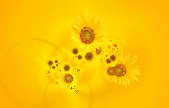Flowers, yellow background, Podsolnuhi
