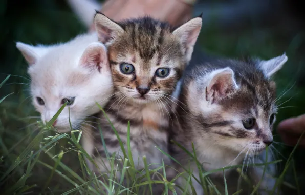 White, summer, grass, look, cats, kittens, three, kids