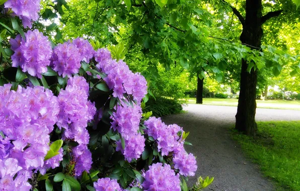 Greens, trees, flowers, Park, the bushes, trees, park, flowers