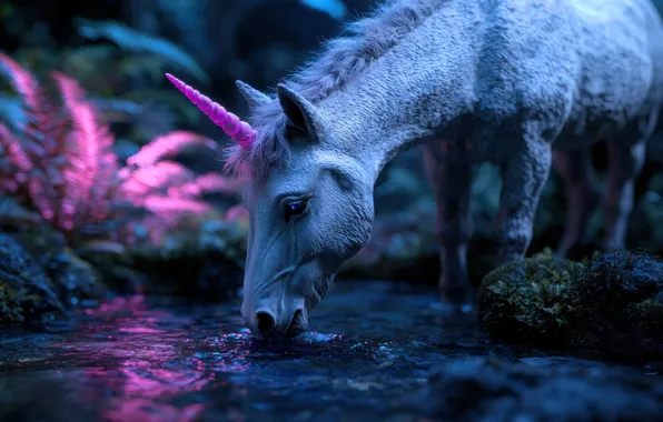 White, horse, shore, horse, fantasy, unicorn, twilight, drink