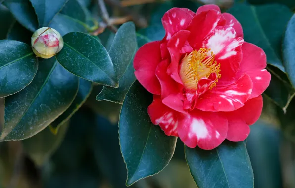 Picture leaves, flowers, branches, red, petals, bokeh, speckled, Camellia