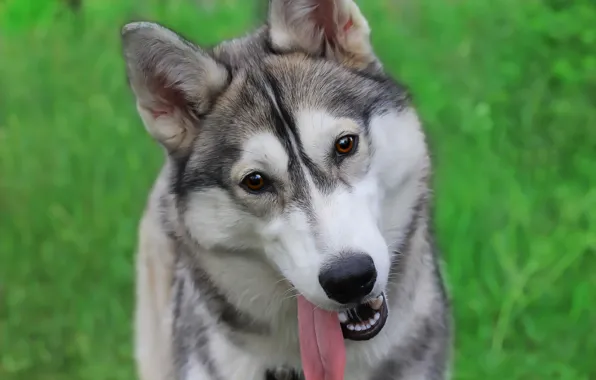 Picture language, each, dog, husky