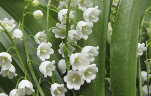 Flowers, bouquet, spring, white, lilies of the valley, Lily of the valley