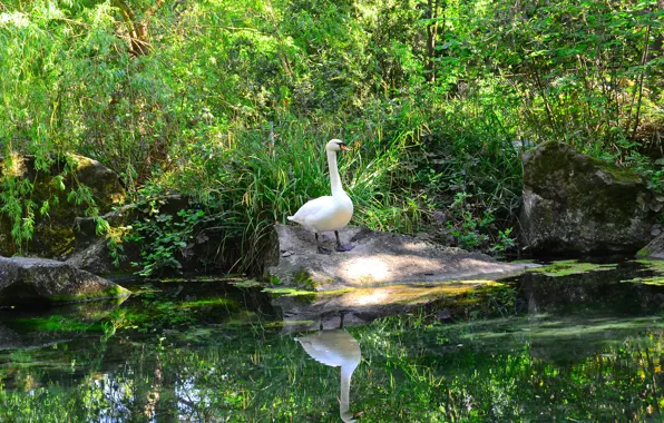 Water, pond, Swan
