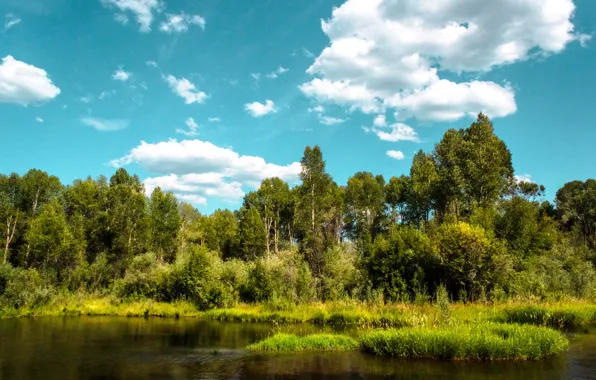 Greens, forest, summer, the sky, clouds, trees, river, shore