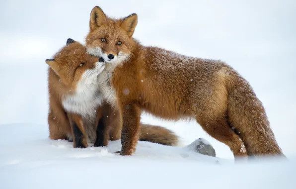 Snow, pair, Fox, nature of Russia, courtship