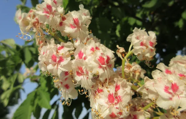 Macro, flowers, flowering, chestnut, spring 2018, Mamala ©