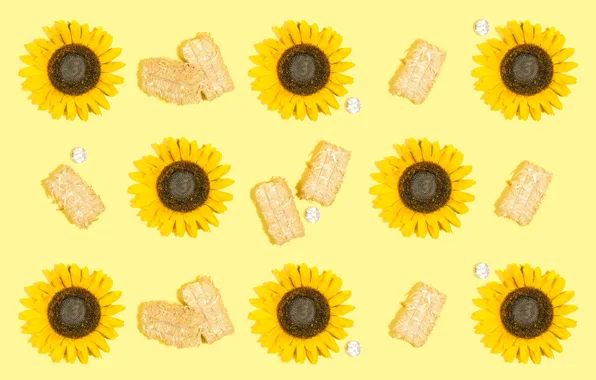 Flowers, plant, sunflower
