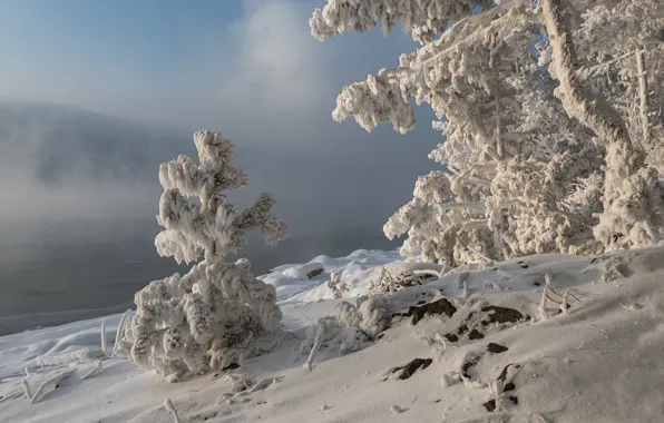 Picture winter, snow, trees, landscape, nature, river, shore, frost