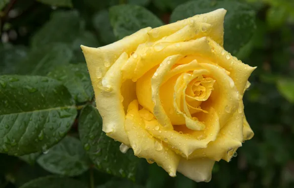 Flower, leaves, drops, rose, Bud, yellow