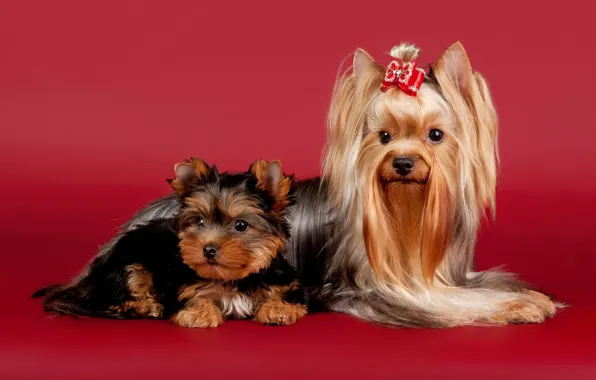 Dogs, beauty, bow, Yorkshire Terrier