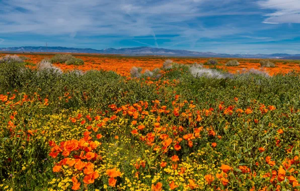 Road, the sky, the sun, clouds, flowers, mountains, field, USA