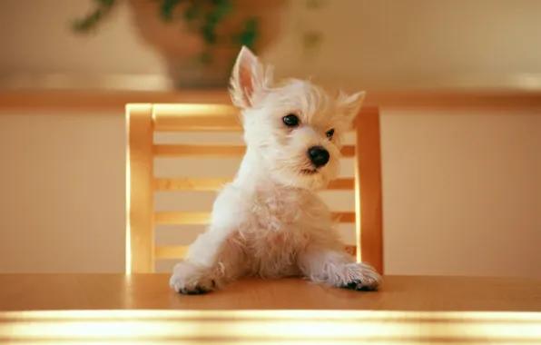 Table, chair, puppy