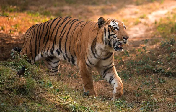 Picture nature, tiger, pose, bird, walk
