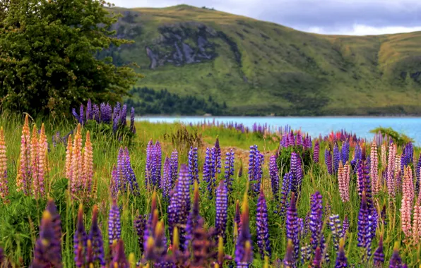 Summer, flowers, mountains, lake, tree, hills, shore, glade
