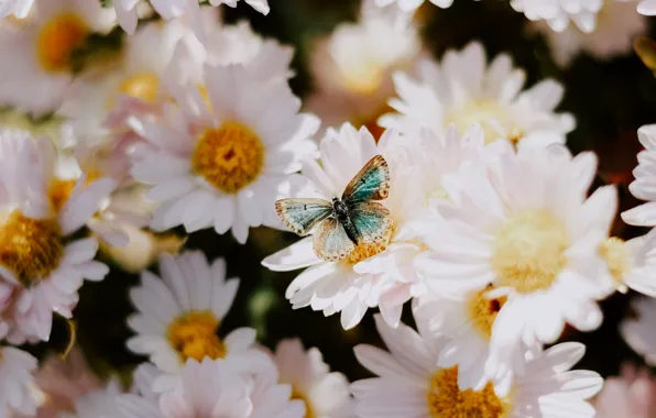 Summer, flowers, butterfly, chamomile, white, leucanthemum