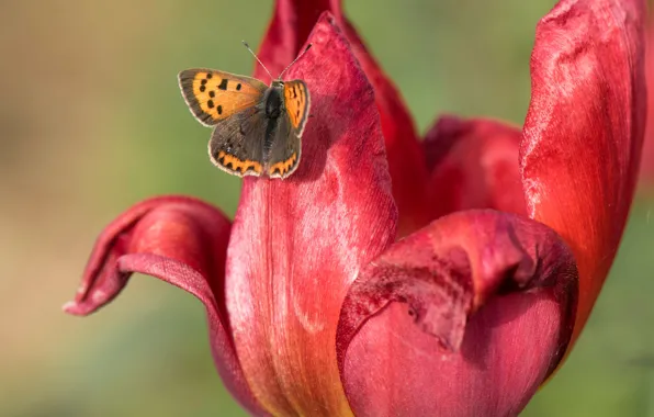 Picture macro, flowers, red, background, butterfly, spring, petals, tulips