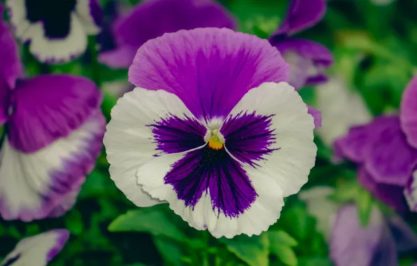 Macro, flowers, spring, Pansy, lilac, viola
