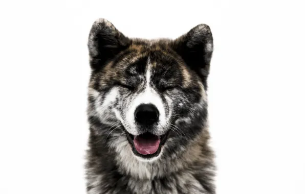 Picture face, each, dog, wool, nose, Akita inu
