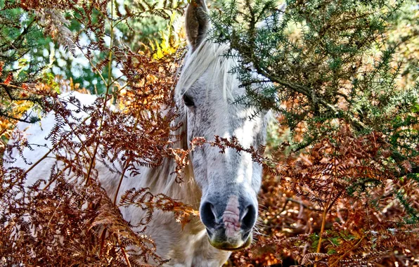 Picture forest, horse, hid