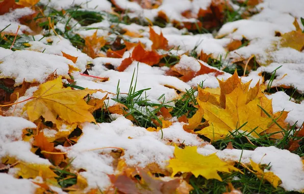 Grass, leaves, snow