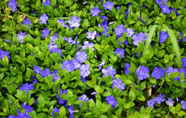 Purple, macro, periwinkle