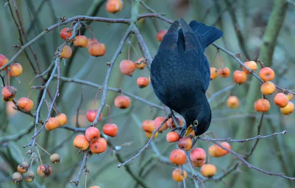 Picture berries, bird, Blackbird