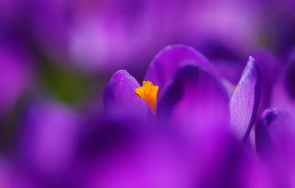 Picture flowers, spring, crocuses, lilac, violet