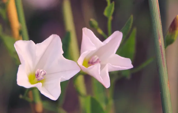White, flower, blooming
