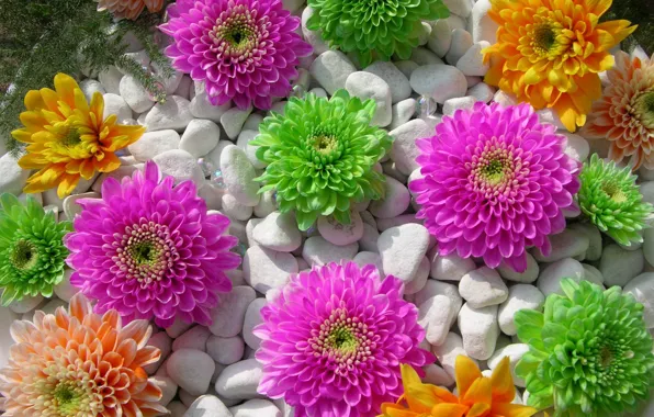 White, flowers, orange, green, pink, Pebbles