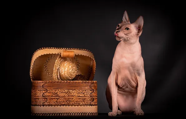 Cat, cat, look, pose, hat, box, face, Sphinx