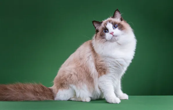 Cat, cat, look, pose, kitty, legs, muzzle, cute