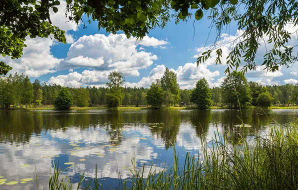 Picture forest, water, lake, camp