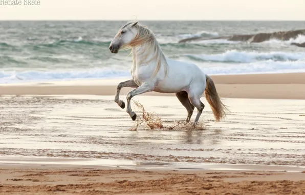 Picture sand, wave, water, squirt, grey, horse, the wind, shore