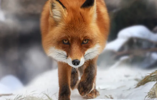 Winter, face, snow, nature, Fox, Oleg Bogdanov